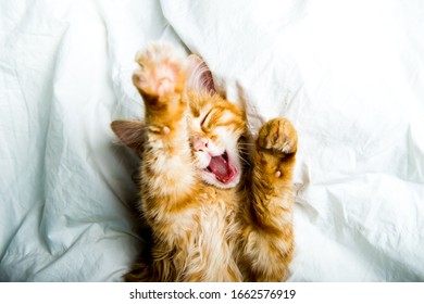 Funny ginger kitten yawns and opens mouth. Funny cat sleeping in white bed. Lazy awaking