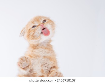 Funny ginger tabby scottish fold kitten sticking out tongue licking invisible glass pane making funny face on gray background with copy space - Powered by Shutterstock