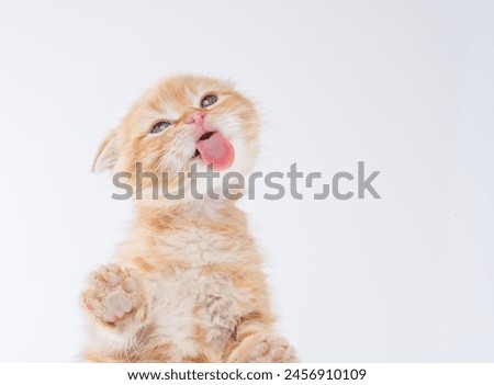 Similar – Image, Stock Photo Small Kitten Face Copy Space Background In Calming Coral Color. Young Red Ginger Maine Coon. Maine Shag Amazing Pets. Portrait On Backdrop In Yellow Light Orange Colors