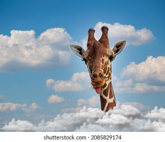 Funny giraffe face head coming out of the clouds and blue sky shows tongue. Cute giraffe (giraffa camelopardalis) is teasing above cloud with long neck, stuck (sticking) out his tongue, making a face
