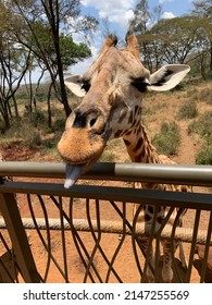 Funny Giraffe Photo At Giraffe Centre, Nairobi, Kenya