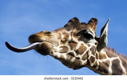 Funny Giraffe With Tongue Out