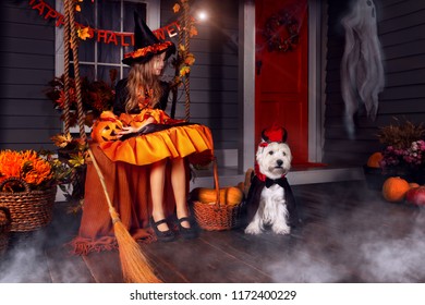 Funny Girl Child Kid In Halloween Orange Costume Playing Outdoor With Spooky Jack Pumpkins With Scary Faces Sitting On Swing West Highland White Terrier Dog In Black Dracula Cloak Ready For Halloween