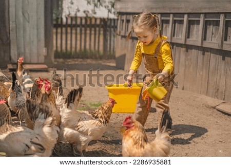 Funny girl with pigtails carries a bucket of water to give chickens and a rooster to drink in the backyard on a hot day