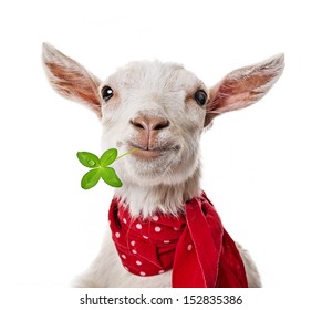 Funny Goat