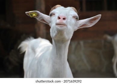 2,575 Blue eyed goat Images, Stock Photos & Vectors | Shutterstock