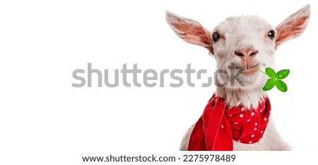 funny goat close up isolated