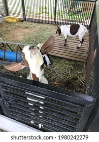 The Funny Goat.  He Try To  Chin Up After Drink Milk.