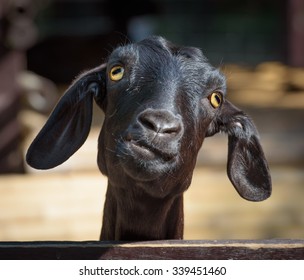 Funny goat. Head of silly looking black goat, closeup portrait with shallow depth of field
