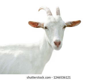 Funny Goat, Isolated On White Background