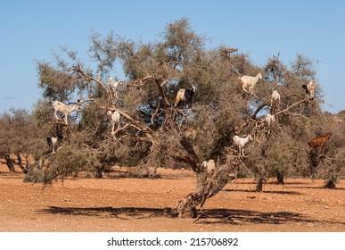 Funny goats on an old tree in the desert of Morocco