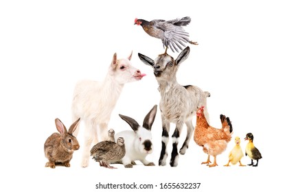 Funny Goats And Other Farm Animals Isolated On White Background