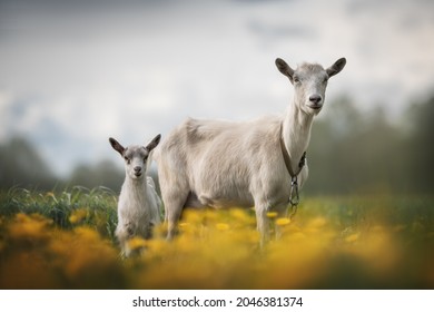Funny goats standing among blooming dandelions against a dark blue sky. Mom and baby. Looking to the camera