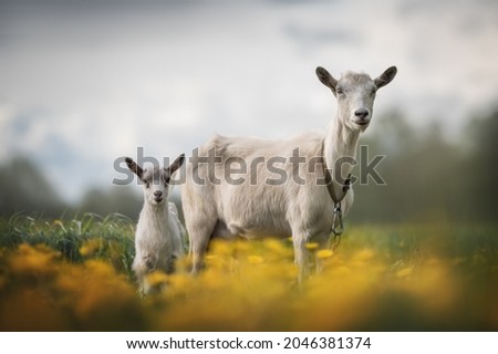 Funny goats standing among blooming dandelions against a dark blue sky. Mom and baby. Looking to the camera