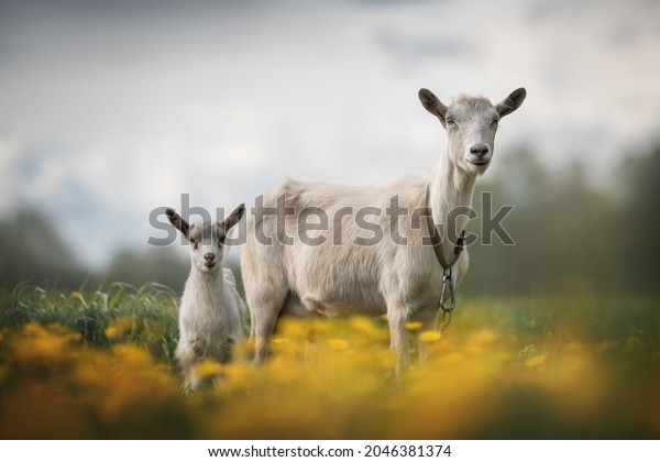 Funny goats standing\
among blooming dandelions against a dark blue sky. Mom and baby.\
Looking to the camera