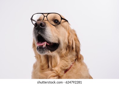 Funny golden labrador retriever dog looking in black glasses. Studio shot. Portrait of a cute pet.