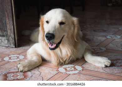 Funny Golden Retriever Dog Laying Down Stretched Out