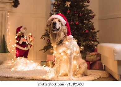 funny golden retriever dog in santa hat and garland sitting on carpet at christmastime