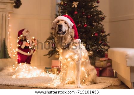 funny golden retriever dog in santa hat and garland sitting on carpet at christmastime