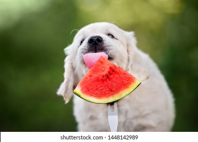 funny golden retriever puppy eating watermelon
