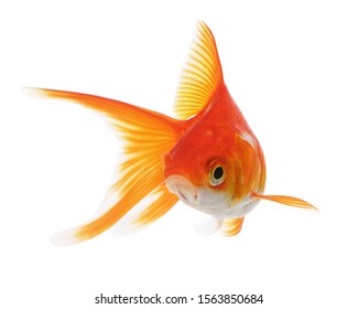 Funny Goldfish Isolated On White Background 