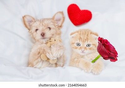 Funny Goldust Yorkshire terrier puppy hugging toy bear and  young kitten holding red rose lying with red heart under white warm blanket on a bed at home. Top down view