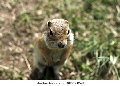 Funny Gopher With Big Eyes Stands On Its Hind Legs