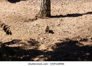 Funny Gopher In The Forest.