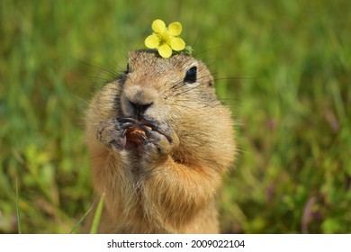 Funny Gopher In The Meadow Eating