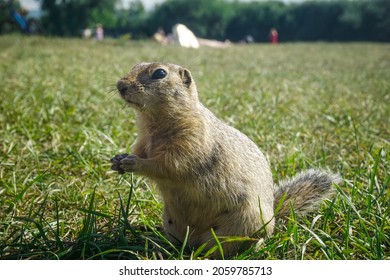 Funny Gopher In The Park On Tatyshev Island In Krasnoyarsk