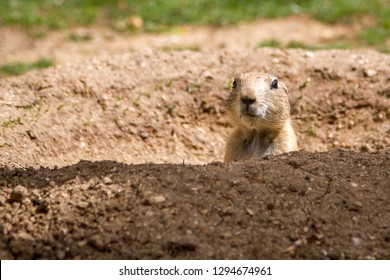 Funny Gopher Squirrel
