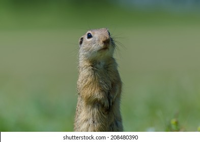 Funny Gopher In Two Feet