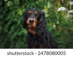 funny gordon setter dog portrait outdoors in summer