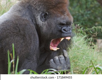 funny Gorilla looks like he's gagging