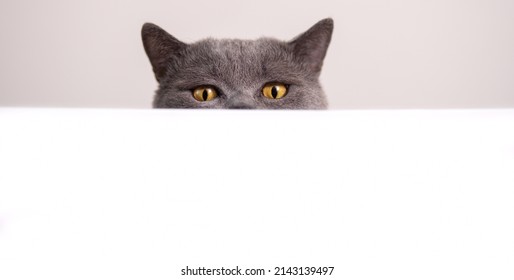 funny gray cat of british breed peeks out from behind a white table on a light background with copy space - Powered by Shutterstock