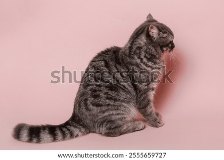 Funny gray cat isolated at a pink background