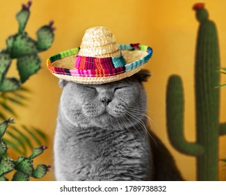 Funny gray cat in a Mexican sambrerro hat on his head. The cat's muzzle is sweet. In the background yellow background green cacti. Funny pets. Scottish Fold cat. Traveling with a pet. Clothes for cats