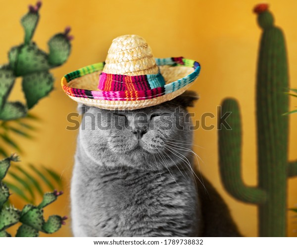 Funny gray cat in a Mexican sambrerro hat on his\
head. The cat\'s muzzle is sweet. In the background yellow\
background green cacti. Funny pets. Scottish Fold cat. Traveling\
with a pet. Clothes for\
cats