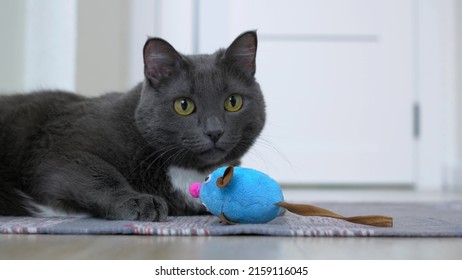 A Funny Gray Cat Plays With A Toy In The Form Of A Mouse, Hunts On A Toy Lying On A Rug. Favorite Pets Cats Live With Their Owners As Full Members Of The Family.