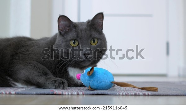 A funny gray cat plays with a\
toy in the form of a mouse, hunts on a toy lying on a rug. Favorite\
pets cats live with their owners as full members of the\
family.