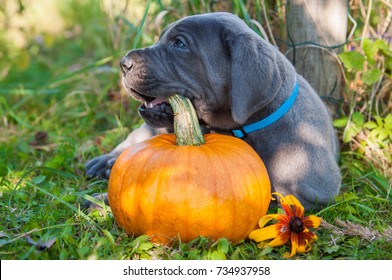 funny gray Great Dane dog puppy and pumpkin