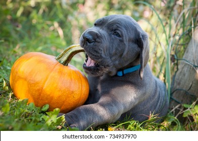 funny gray Great Dane dog puppy and pumpkin