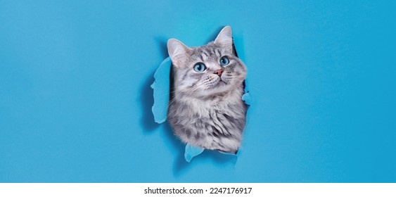 Funny gray kitten with beautiful big eyes on trendy blue background. Lovely fluffy cat climbs out of hole in colored background. Wide angle horizontal wallpaper or web banner. Free space for text.