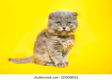 Funny Gray Kitten On Trendy Yellow Background. Pets Banner, Lovely Fluffy Cat, Veterinary Poster