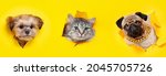 Funny gray kitten and smiling dog on trendy yellow background. Lovely fluffy cat and puppy of Shih tzu, pug breed climbs out of hole in colored background. Wide angle horizontal wallpaper or web banne