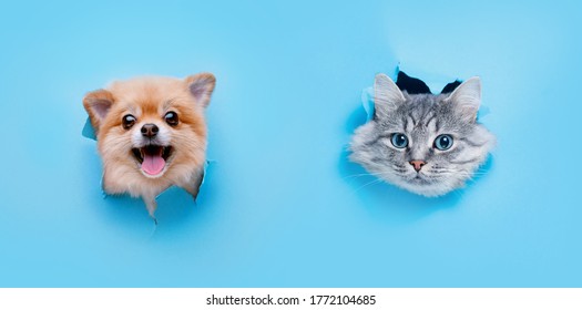 Funny gray kitten   smiling dog and beautiful big eyes trendy blue background  Lovely fluffy cat   puppy pomeranian spitz climbs out hole in colored background  Free space for text 