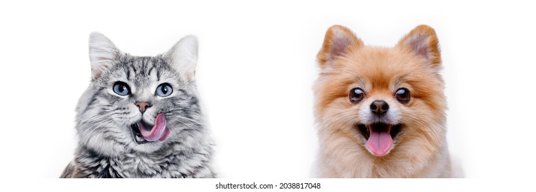 Funny gray kitten and smiling dog on white background. Lovely fluffy cat and puppy of pomeranian spitz. - Shutterstock ID 2038817048