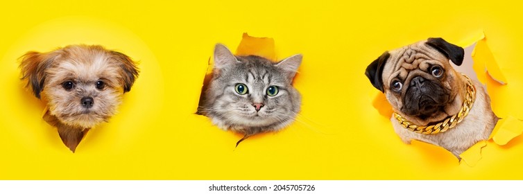 Funny gray kitten and smiling dog on trendy yellow background. Lovely fluffy cat and puppy of Shih tzu, pug breed climbs out of hole in colored background. Wide angle horizontal wallpaper or web banne - Shutterstock ID 2045705726