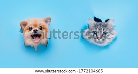 Funny gray kitten and smiling dog with beautiful big eyes on trendy blue background. Lovely fluffy cat and puppy of pomeranian spitz climbs out of hole in colored background. Free space for text.