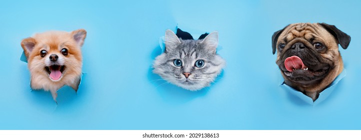 Funny gray kitten and smiling dogs with beautiful big eyes on trendy blue background. Lovely fluffy cat, puppy of pomeranian spitz and pug climbs out of hole in colored background. - Powered by Shutterstock